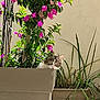Hikari participe au concours pour gagner de l'argent avec cette photo : cat, plant, flower, planter, greenery, outdoor, curious, peek, pink_flower, leaf, nature, garden, pet, animal, small, feline, sunlight, wall, pot, grass