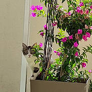 Hikari participe au concours pour gagner de l'argent avec cette photo : cat, flower_pot, pink_flowers, green_leaves, curious, plant, outdoor, pet, animal, nature, garden, feline, potted_plant, wall, daylight, cute, young_cat, hiding, leaf, stem