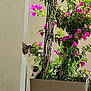 cat, flower_pot, pink_flowers, green_leaves, curious, plant, outdoor, pet, animal, nature, garden, feline, potted_plant, wall, daylight, cute, young_cat, hiding, leaf, stem
