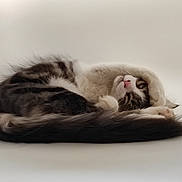 Hikari a rejoint le concours — aidez-le/la à gagner de superbes lots ! cat, animal, pet, feline, curled_up, paw, fur, whiskers, pink_nose, striped, tabby, cute, sleepy, resting, soft_background, isolated, domestic_animal, fluffy, relaxed, cozy