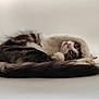 cat, animal, pet, feline, curled_up, paw, fur, whiskers, pink_nose, striped, tabby, cute, sleepy, resting, soft_background, isolated, domestic_animal, fluffy, relaxed, cozy