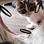 Hikari a rejoint le concours — aidez-le/la à gagner de superbes lots ! cat, kitten, curious, indoor, furry, pet, animal, toy, tunnel, fabric, floor, play, whiskers, ears, closeup, cute, domestic, looking, soft, cozy