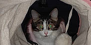 Hikari participe au concours pour gagner de l'argent avec cette photo : cat, animal, pet, indoor, curious, tunnel, fabric, toy, pom_pom, white, brown, black, pink, eyes, close_up, cute, cozy, soft, playful, feline