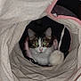 cat, animal, pet, indoor, curious, tunnel, fabric, toy, pom_pom, white, brown, black, pink, eyes, close_up, cute, cozy, soft, playful, feline