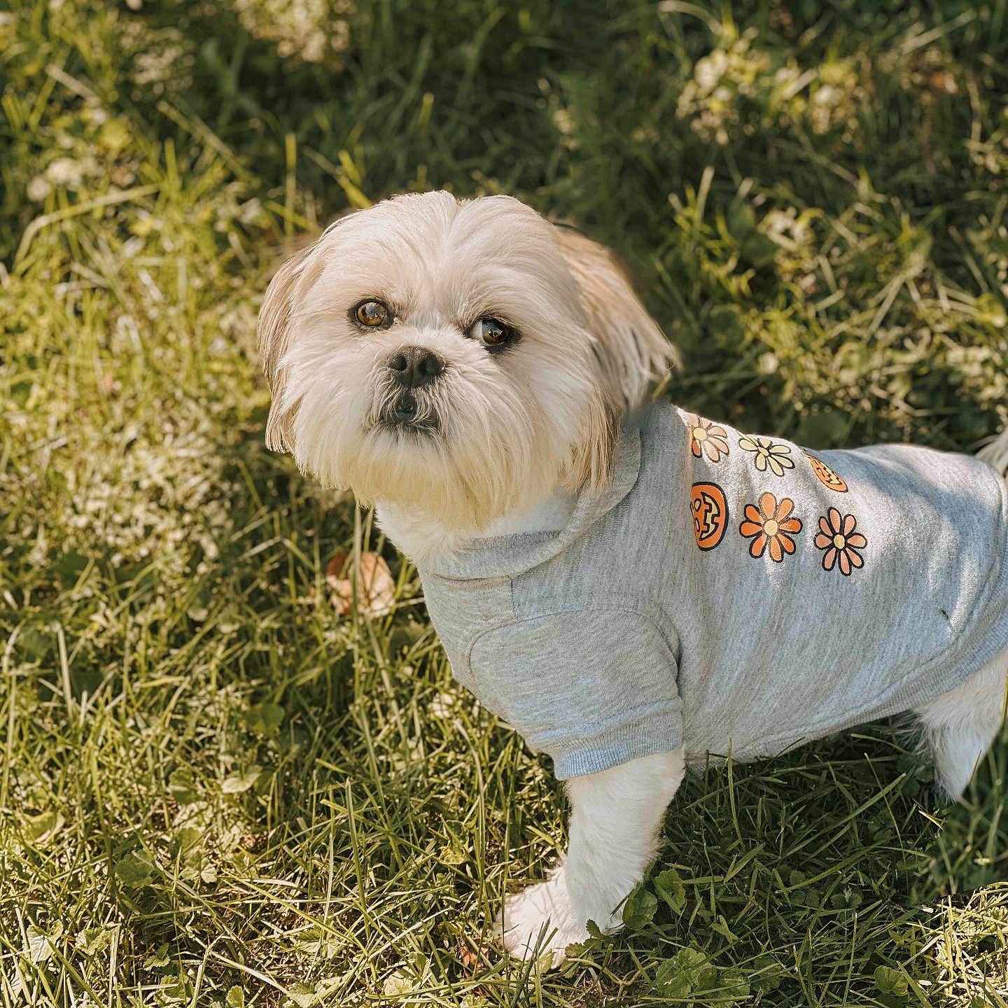 Luca joined the competition — help win amazing prizes! affenpinscher, animal, canine, clothing, dog, field, grass, grassland, hoodie, knitwear, lawn, pet, plant, poodle, puppy, sweater, sweatshirt, terrier, vegetation, whitedog