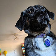 Birdie is registered to the contest to win money with this photo: dog, black_and_white, portrait, close_up, pet, collar, dog_tags, short_fur, floppy_ears, brown_eyes, black_nose, white_chest, indoor, kitchen, home, appliance, chair, ceiling_fan, photography, funny_expression