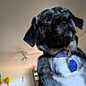 dog, black_and_white, portrait, close_up, pet, collar, dog_tags, short_fur, floppy_ears, brown_eyes, black_nose, white_chest, indoor, kitchen, home, appliance, chair, ceiling_fan, photography, funny_expression