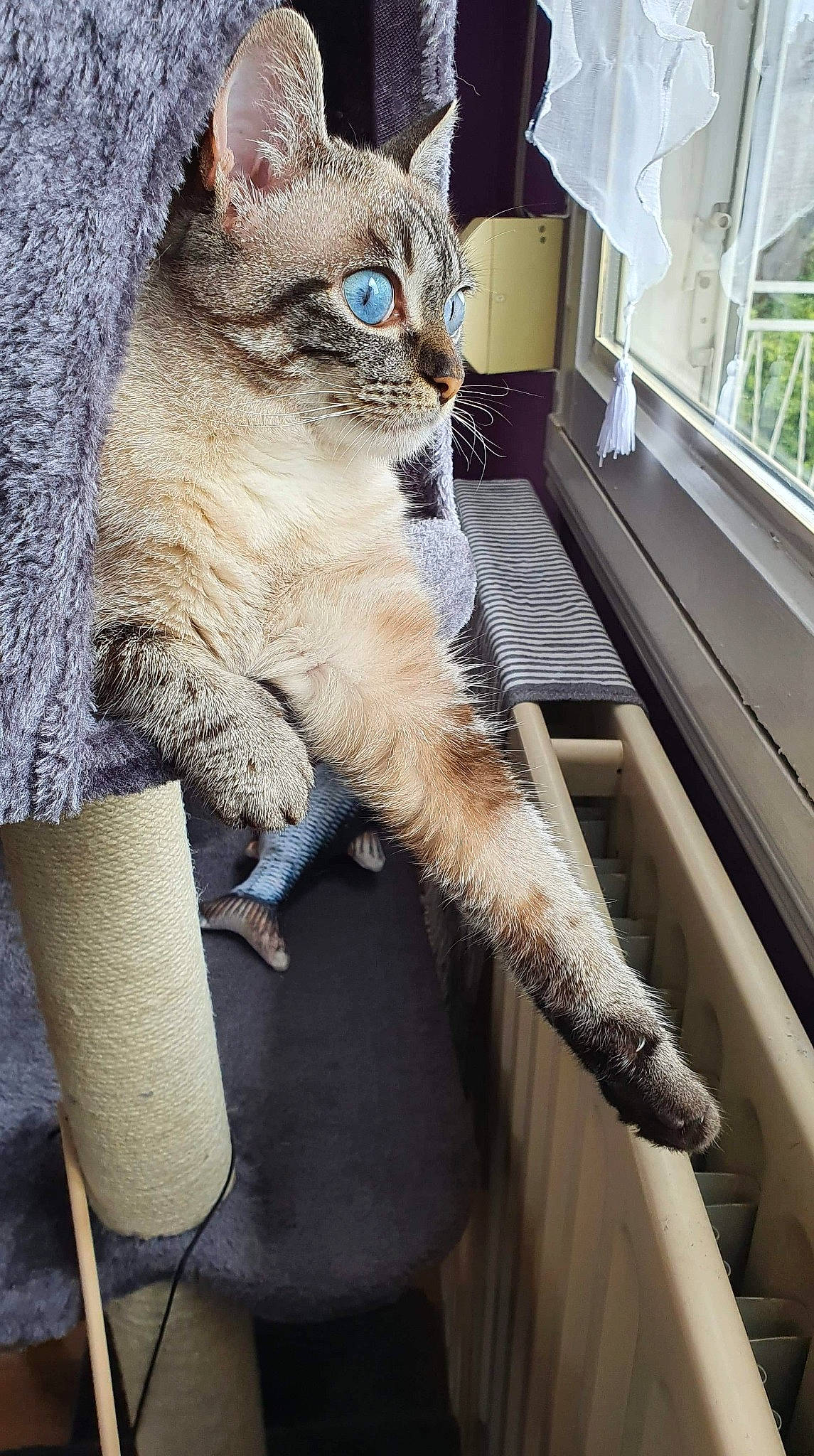 Karma a rejoint le concours — aidez-le/la à gagner de superbes lots ! carnivore, cat, chair, claw, comfort, domestic_short_haired_cat, fawn, felidae, foot, fur, human_leg, lap, metal, paw, sitting, small_to_medium_sized_cats, tail, thai, whiskers, window