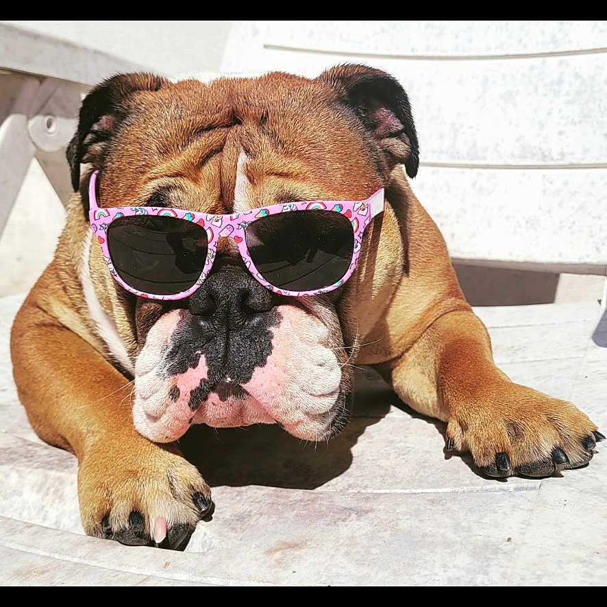 Rocket participe au concours pour gagner de l'argent avec cette photo : accessories, animal, bostonbull, boxer, bulldog, canine, dog, frenchbulldog, glasses, goggles, person, pet, pitbull, pug, puppy, sleeping, sunglasses