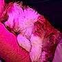 animal, arm, close_up, companion, cozy, curled_up, cute, dog, fluffy, fur, human_arm, indoor, pet, pink_light, puppy, purple_light, relaxing, resting, sleeping, snuggling