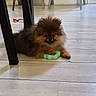 Barbibulle participe au concours pour gagner de l'argent avec cette photo : animal, black_chair, brown_puppy, chair, cozy, cute, dog, domestic, floor, fluffy, folding_chair, furniture, home, indoor, pet, pomeranian, puppy, small_dog, toy, wooden_floor