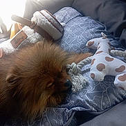 Barbibulle participe au concours pour gagner de l'argent avec cette photo : animal, blanket, brown_fur, cat_pattern, cozy, cute, dog, furry, indoor, pattern, pet, plush_toy, pomeranian, relaxed, resting, rope_toy, sleeping, soft_light, toy, window_light