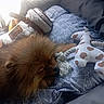 animal, blanket, brown_fur, cat_pattern, cozy, cute, dog, furry, indoor, pattern, pet, plush_toy, pomeranian, relaxed, resting, rope_toy, sleeping, soft_light, toy, window_light
