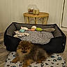 Barbibulle participe au concours pour gagner de l'argent avec cette photo : animal, candle, cozy, decorative_sign, dog, dog_toys, floor_mat, flooring, fluffy_dog, furniture, glass_bowl, home_interior, indoor, living_space, pet_bed, relaxed, small_dog, table, wooden_floor, wooden_wall