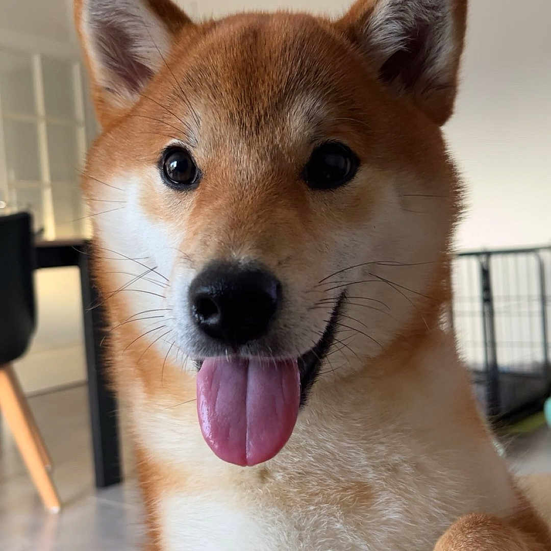 San participe au concours pour gagner de l'argent avec cette photo : accessories, animal, bodypart, canine, couch, dog, furniture, hound, husky, indoors, interiordesign, mouth, person, pet, puppy, snout, strap, teeth, tongue, wood