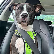 Girlfriend is registered to the contest to win money with this photo: dog, car, seatbelt, harness, black_and_white, pet, animal, leather_seat, window, safety, road_trip, canine, inside_vehicle, seat, looking_at_camera, ears, snout, fur, domestic_animal, travel