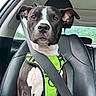 dog, car, seatbelt, harness, black_and_white, pet, animal, leather_seat, window, safety, road_trip, canine, inside_vehicle, seat, looking_at_camera, ears, snout, fur, domestic_animal, travel