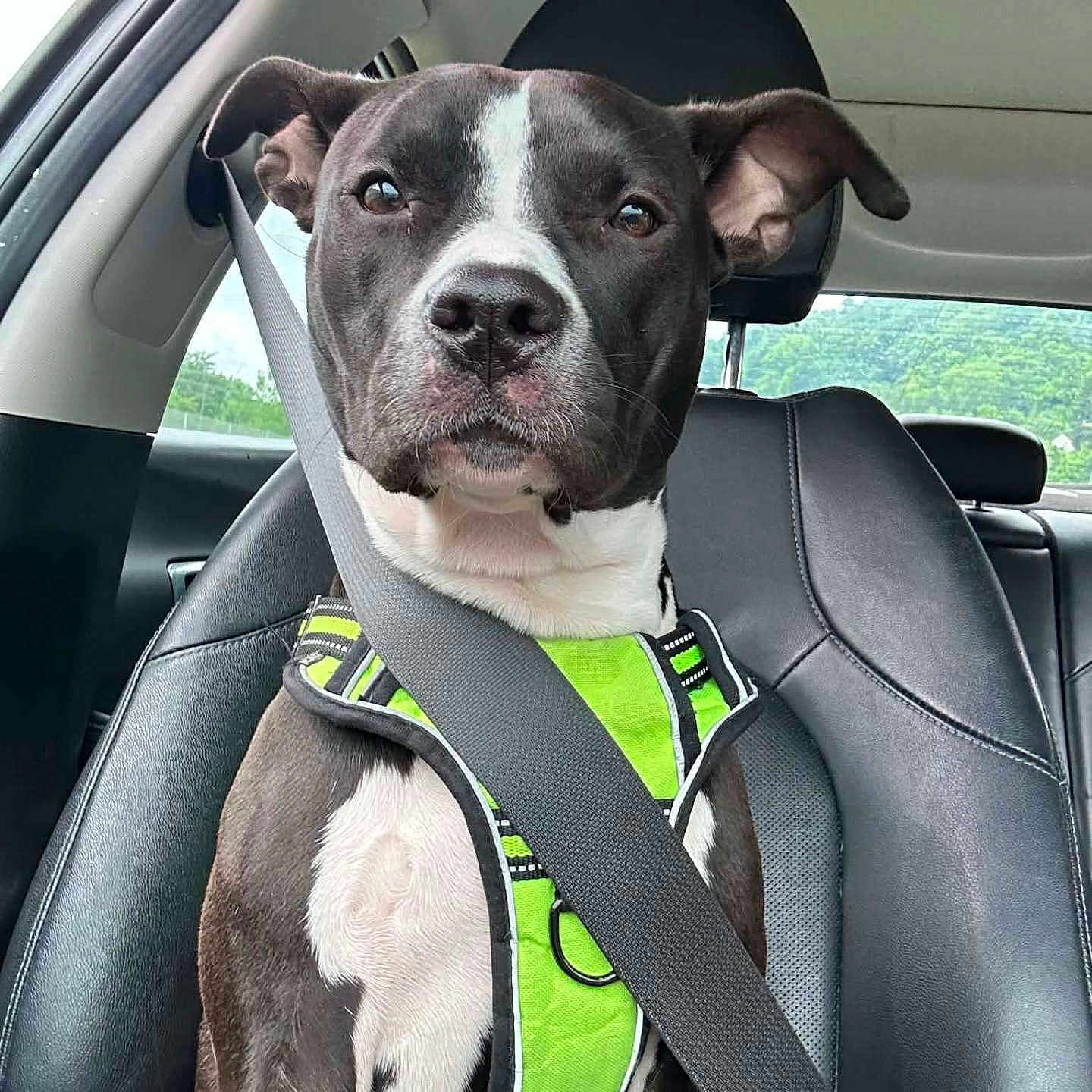 Girlfriend is registered to the contest to win money with this photo: dog, car, seatbelt, harness, black_and_white, pet, animal, leather_seat, window, safety, road_trip, canine, inside_vehicle, seat, looking_at_camera, ears, snout, fur, domestic_animal, travel