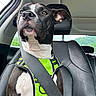animal, black_and_white, calm, car, closeup, companion, daylight, dog, harness, interior, leather_seat, looking_away, pet, road_trip, safety, seat, seatbelt, side_view, travel, window