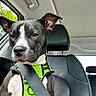 Girlfriend is registered to the contest to win money with this photo: dog, black_and_white, harness, car, seatbelt, car_seat, pet, animal, canine, indoor, window, headrest, seat, restraint, transportation, safety, young_dog, alert, ears, fur