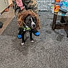 black_dog, blue_shoes, camo_pants, carpet, casual_clothing, curly_hair, dog, drink_can, floor, funny_costume, glass_table, hand, indoor, leash, living_room, person, pet, water_bottle, white_markings, wig