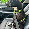 Girlfriend is registered to the contest to win money with this photo: dog, car, seat, seatbelt, harness, black_and_white, pet, animal, window, interior, leather_seat, reflection, greenery, side_view, sitting, safety, restraint, calm, indoors, transportation