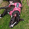 animal, black_and_white, canine, close_up, companion, cute, dog, domestic_animal, friendly, grass, leash, lying_down, nature, outdoors, pet, pink_harness, playful, relaxed, resting, summer