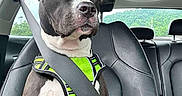 Girlfriend joined the competition — help win amazing prizes! dog, car_interior, seatbelt, harness, black_and_white, passenger_seat, window, greenery, leather_seat, calm, pet, road_trip, safety, bright_color, close_up, animal, transportation, daytime, vehicle, portrait