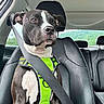 animal, black_and_white, bright_color, calm, car_interior, close_up, daytime, dog, greenery, harness, leather_seat, passenger_seat, pet, portrait, road_trip, safety, seatbelt, transportation, vehicle, window