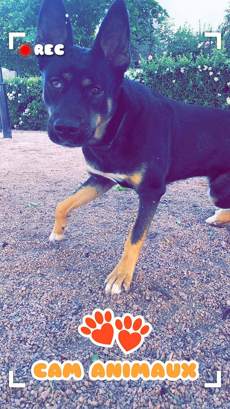 Panka a rejoint le concours — aidez-le/la à gagner de superbes lots ! australian_kelpie, canidae, carlin_pinscher, carnivore, dog, dog_breed, fawn, mammal, photo_caption, rare_breed_dog, rottweiler, tail, vertebrate