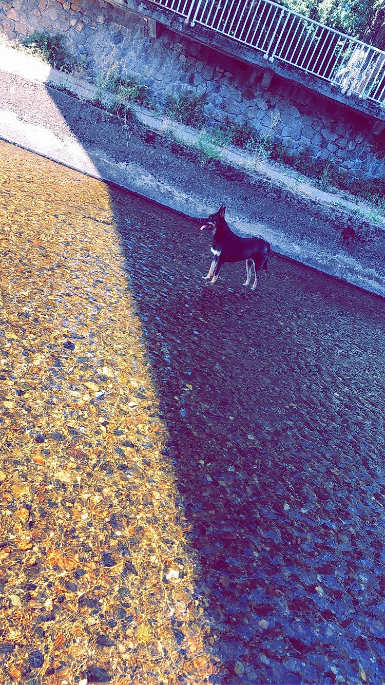 Panka a rejoint le concours — aidez-le/la à gagner de superbes lots ! canidae, carnivore, cat, fawn, felidae, road, road_surface, sidewalk, small_to_medium_sized_cats, tail