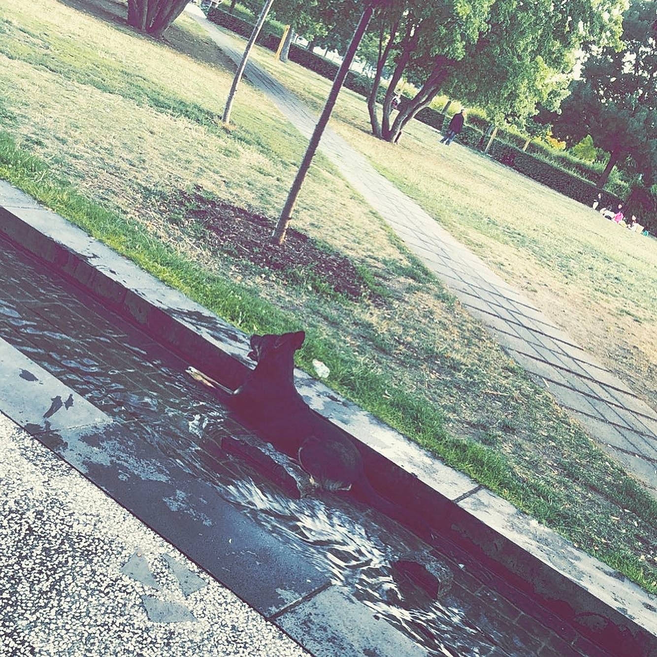 Panka a rejoint le concours — aidez-le/la à gagner de superbes lots ! asphalt, car, cat, grass, lawn, leaf, morning, mountain, plant, public_space, road, road_surface, shadow, sidewalk, sky, square, sunlight, tints_and_shades, tree, vehicle