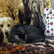 Kiki is registered to the contest to win money with this photo: cat, tabby_cat, couch, blanket, pillow, dog_print, upholstery, indoor, resting, sleeping, furniture, pattern, animal, pet, cozy, blurred, brown, black, gray, domestic