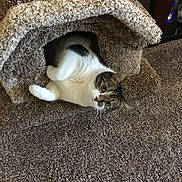 Lil Kiki is registered to the contest to win money with this photo: animal, carpet, carpeted, cat, cat_house, cozy, curious, cute, ears, feline, floor, home, indoor, looking, pet, playful, resting, tabby, whiskers, white