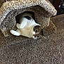 animal, carpet, carpeted, cat, cat_house, cozy, curious, cute, ears, feline, floor, home, indoor, looking, pet, playful, resting, tabby, whiskers, white