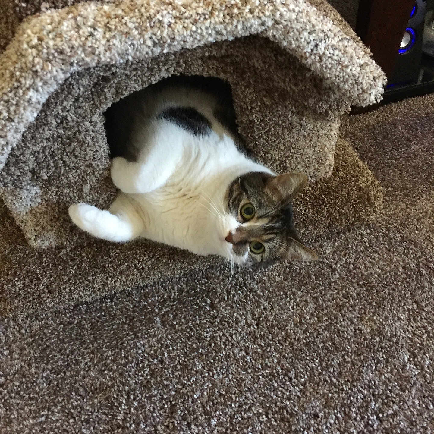 Lil Kiki