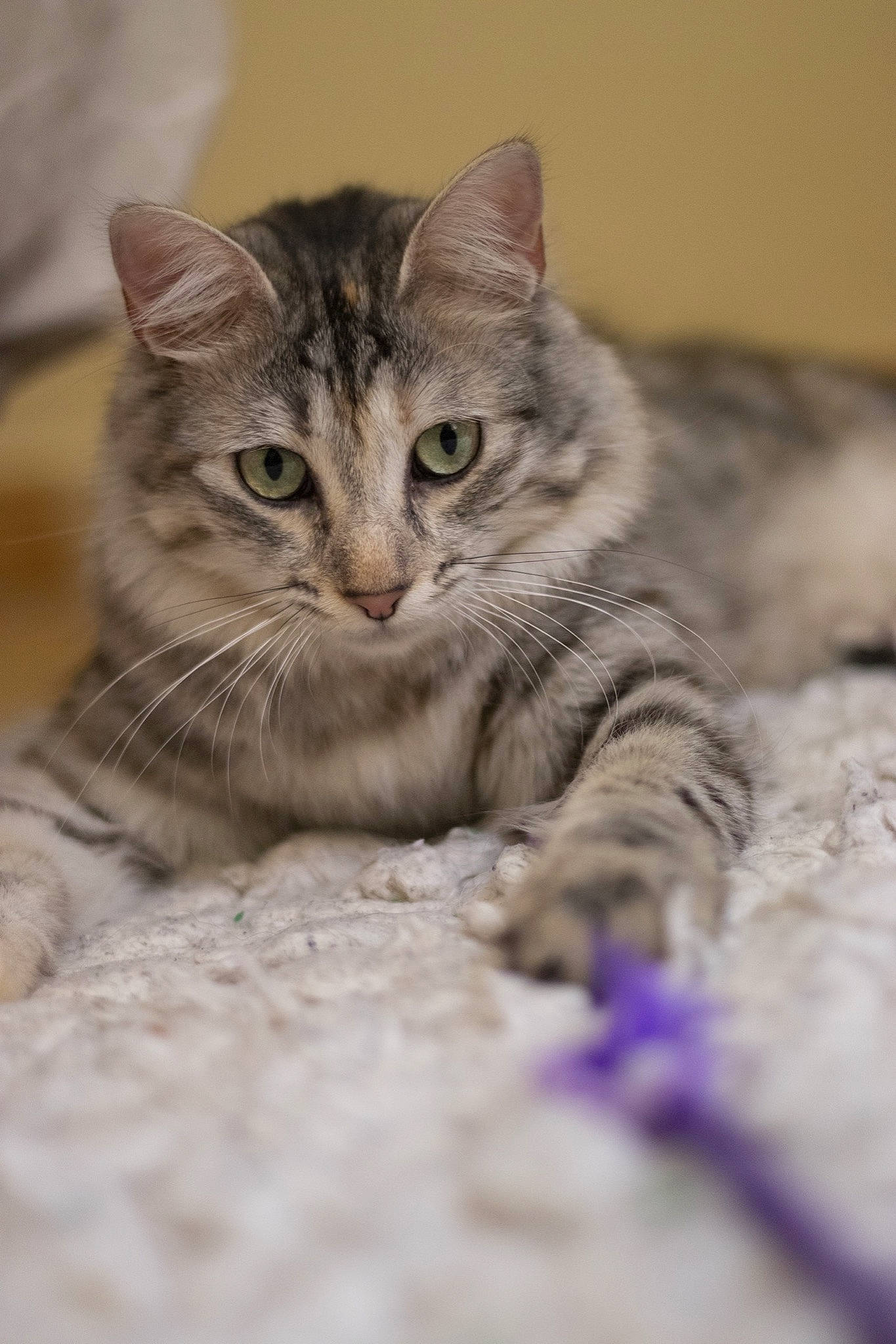 Papaye participe au concours pour gagner de l'argent avec cette photo : aegean_cat, american_shorthair, asian, australian_mist, british_semi_longhair, carnivore, cat, domestic_short_haired_cat, dragon_li, european_shorthair, felidae, kitten, mammal, norwegian_forest_cat, pixie_bob, siberian, small_to_medium_sized_cats, tabby_cat, vertebrate, whiskers