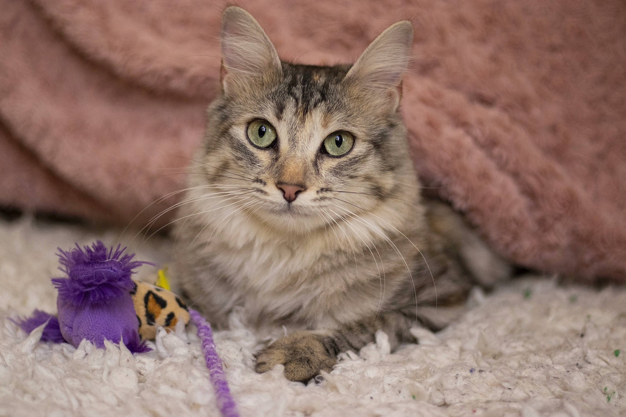 Papaye participe au concours pour gagner de l'argent avec cette photo : asian, asian_semi_longhair, british_semi_longhair, carnivore, cat, domestic_long_haired_cat, domestic_short_haired_cat, european_shorthair, fawn, felidae, kitten, maine_coon, mammal, norwegian_forest_cat, pixie_bob, siberian, small_to_medium_sized_cats, tabby_cat, vertebrate, whiskers