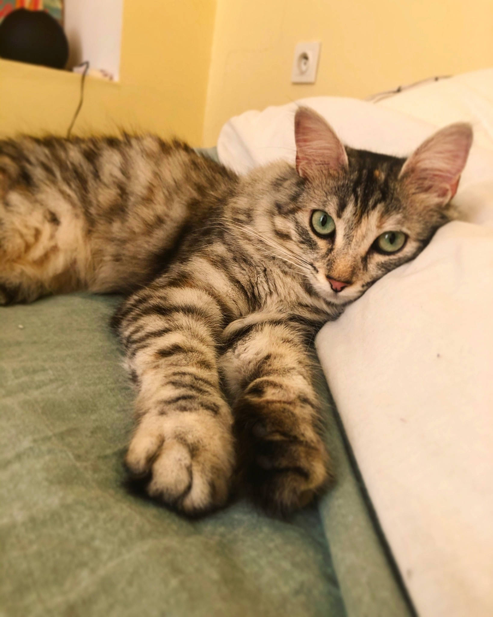 Papaye a rejoint le concours — aidez-le/la à gagner de superbes lots ! american_shorthair, asian, australian_mist, bengal, california_spangled, carnivore, cat, domestic_short_haired_cat, dragon_li, egyptian_mau, european_shorthair, felidae, kitten, mammal, ocicat, small_to_medium_sized_cats, tabby_cat, toyger, vertebrate, whiskers