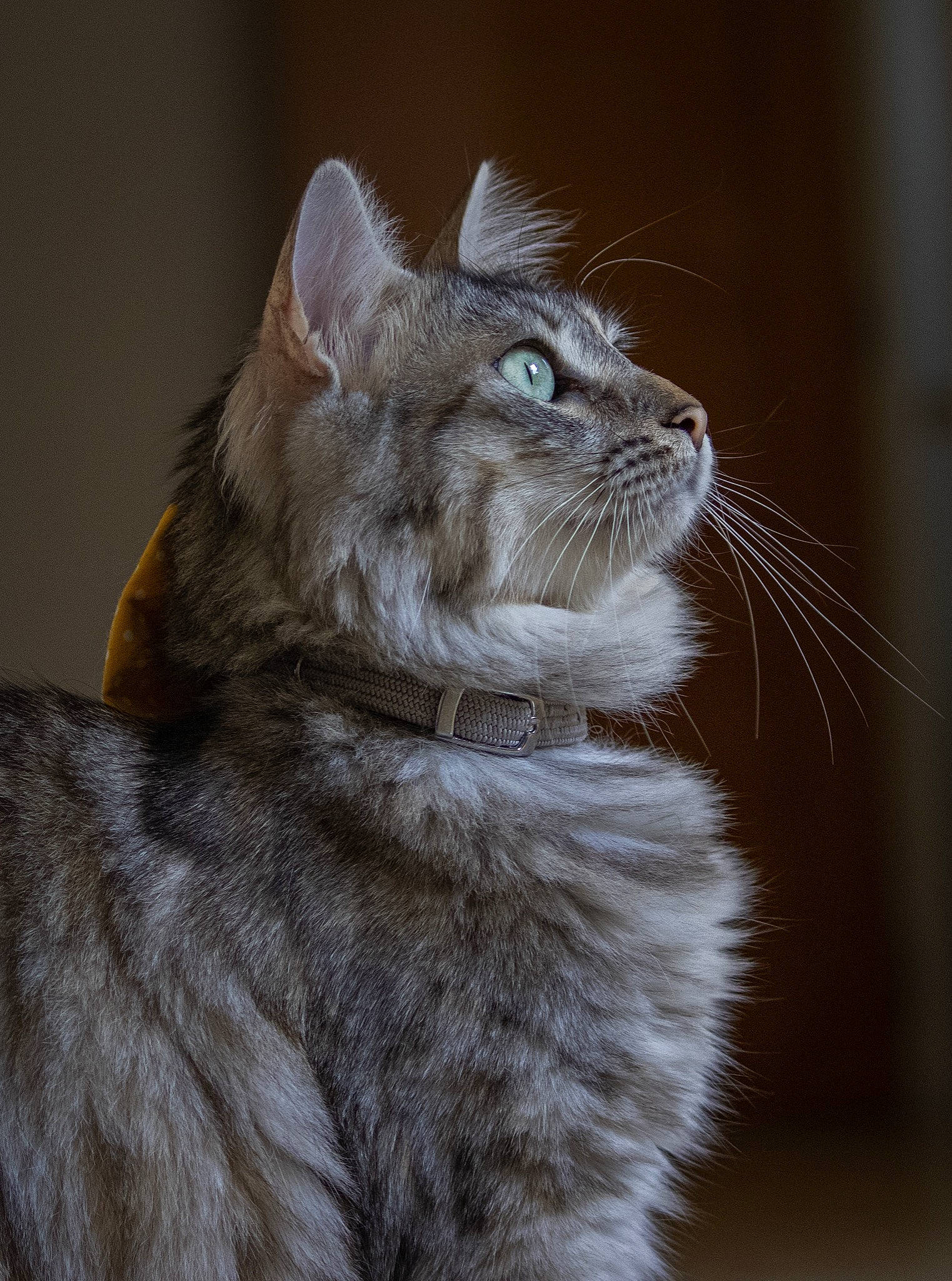 Papaye participe au concours pour gagner de l'argent avec cette photo : american_curl, asian, asian_semi_longhair, british_longhair, british_semi_longhair, carnivore, cat, domestic_long_haired_cat, felidae, fur, kitten, maine_coon, mammal, norwegian_forest_cat, siberian, small_to_medium_sized_cats, snout, tabby_cat, vertebrate, whiskers