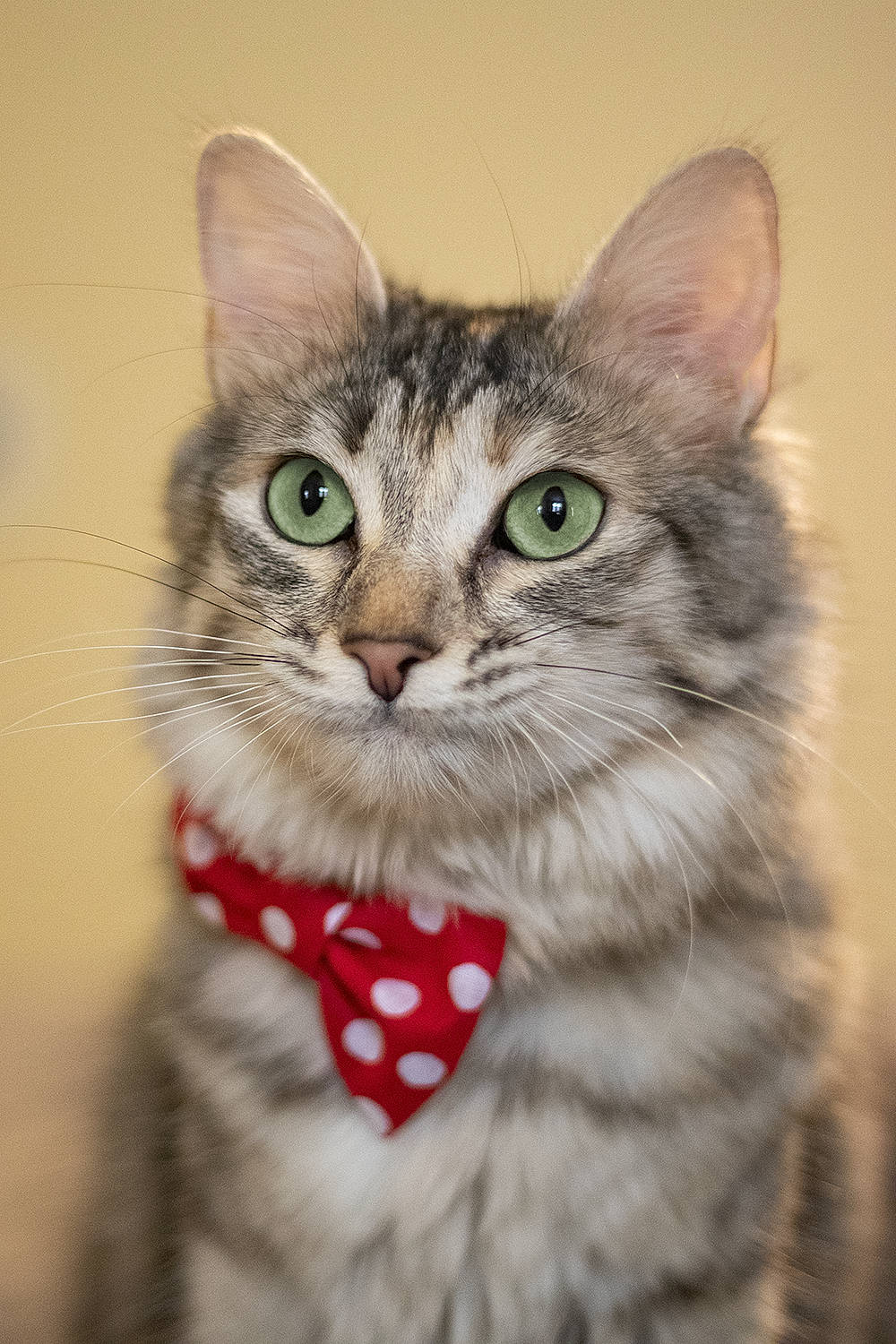 Papaye participe au concours pour gagner de l'argent avec cette photo : american_curl, american_shorthair, american_wirehair, asian, carnivore, cat, domestic_short_haired_cat, dragon_li, european_shorthair, felidae, kitten, maine_coon, mammal, norwegian_forest_cat, siberian, small_to_medium_sized_cats, snout, tabby_cat, vertebrate, whiskers