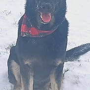 Titan participe au concours pour gagner de l'argent avec cette photo : animal, bandana, black_and_tan, canine, cold, dog, ears_up, friendly, fur, german_shepherd, grass, mammal, outdoor, pet, playful, portrait, sitting, snow, tongue_out, winter