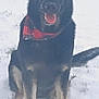 animal, bandana, black_and_tan, canine, cold, dog, ears_up, friendly, fur, german_shepherd, grass, mammal, outdoor, pet, playful, portrait, sitting, snow, tongue_out, winter