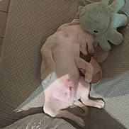 Asko a rejoint le concours — aidez-le/la à gagner de superbes lots ! animal, bed, cozy, cushion, cute, dog, fur, indoor, light_shadow, octopus_toy, pet, pink_spot, plush_toy, polka_dot, puppy, relaxed, resting, sleeping, small_dog, soft
