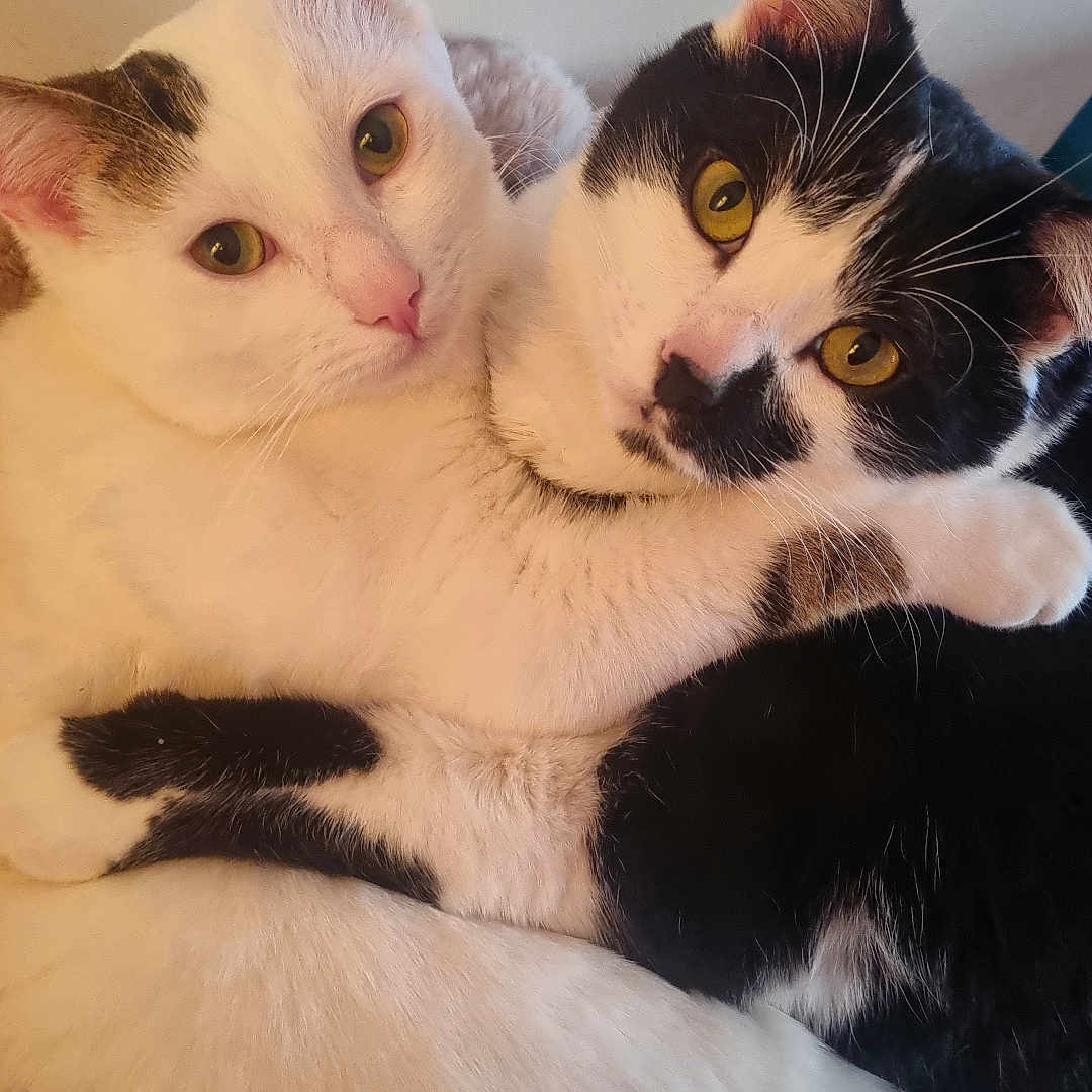 Pumba Et Timon participe au concours pour gagner de l'argent avec cette photo : abyssinian, angora, animal, blackcat, blanket, bodypart, cat, couch, furniture, hardwood, indoors, kitten, manx, mouth, person, pet, siamese, sleeping, white, wood