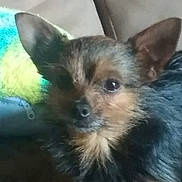 Princess is registered to the contest to win money with this photo: dog, pet, small_dog, ears, fur, couch, indoor, plush_toy, colorful, brown, black, animal, cute, face, looking, resting, cozy, companion, portrait, furry