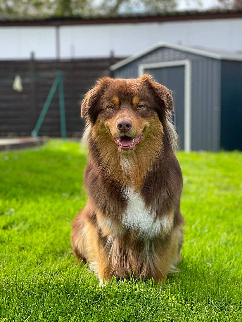 Tyga participe au concours pour gagner de l'argent avec cette photo : canidae, carnivore, companion_dog, dog, dog_agility, dog_breed, fang, fur, grass, herding_dog, liver, plant, scotch_collie, snout, sporting_group, terrestrial_animal, tree, whiskers, wildlife, working_dog