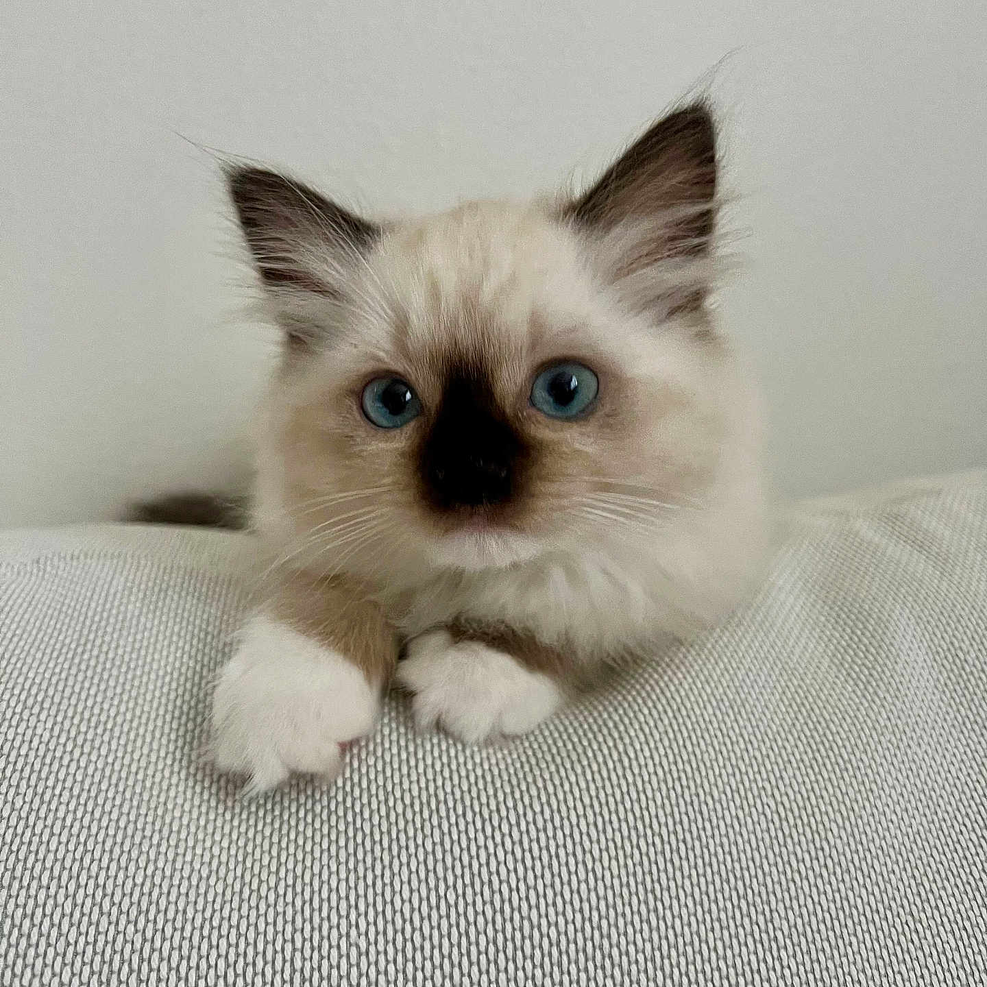 Ellie