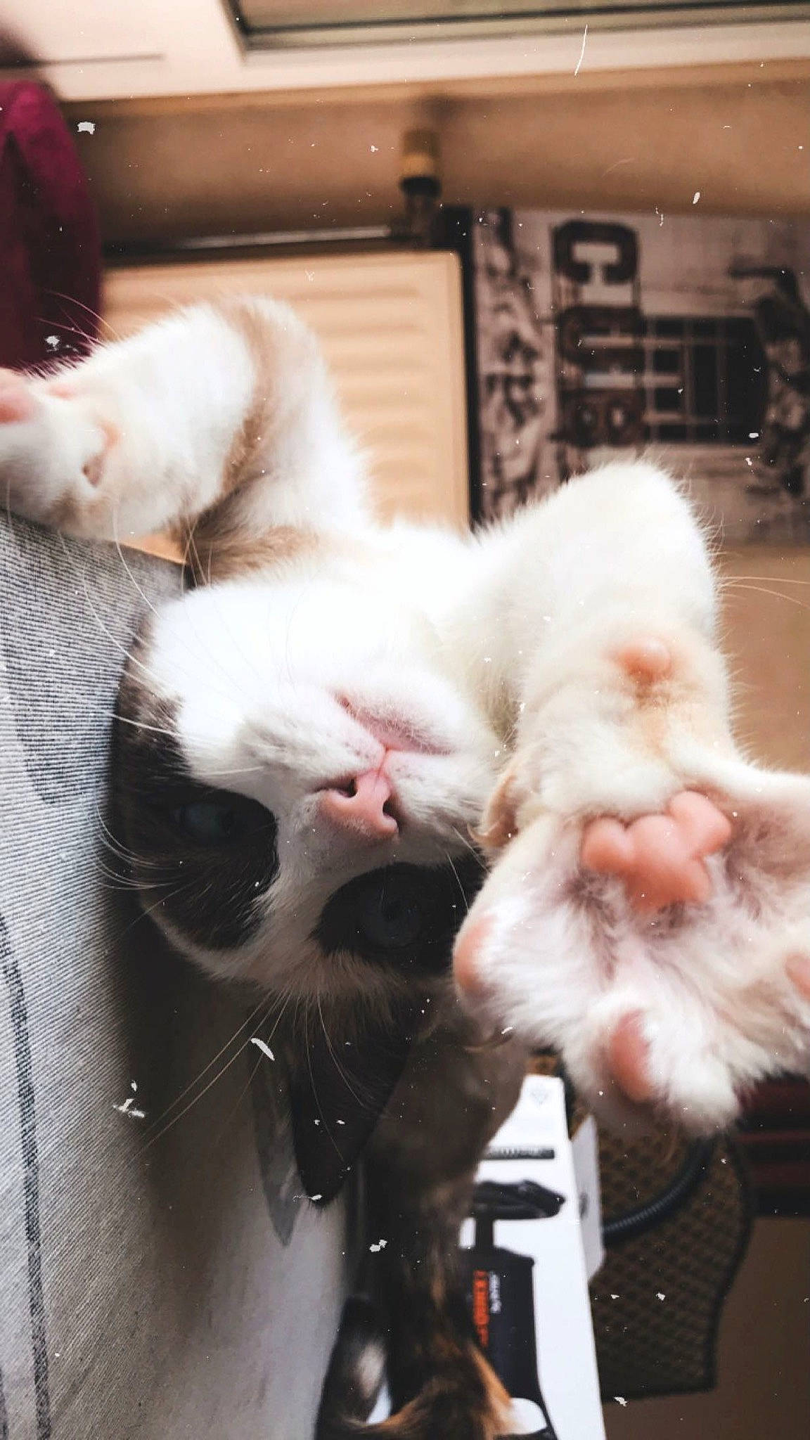 Bianca participe au concours pour gagner de l'argent avec cette photo : animal_product, canidae, cat, claw, collar, comfort, companion_dog, domestic_short_haired_cat, event, fang, felidae, flesh, fur, natural_material, paw, small_to_medium_sized_cats, snout, tail, whiskers