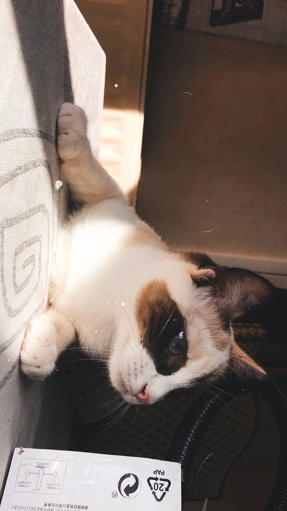 Bianca participe au concours pour gagner de l'argent avec cette photo : carnivore, cat, claw, comfort, domestic_short_haired_cat, felidae, foot, fur, gesture, nap, paw, small_to_medium_sized_cats, snout, tail, whiskers, window